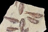 9.4" Fossil Fish (Gosiutichthys) Mortality Plate - Lake Gosiute - #130003-2